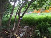 Photo 5-6-15 9 54 00 am